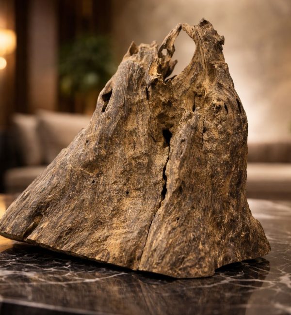 WhatsApp Image 2026-02-08 at 10.17.18 PM